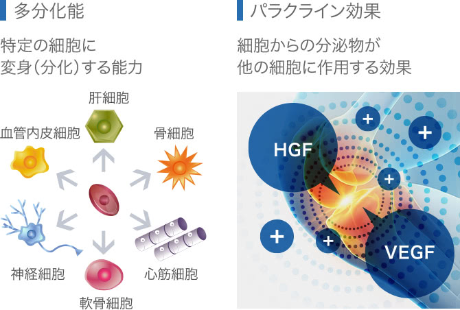 幹細胞治療の効果