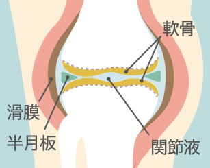 正常なひざ関節