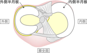 半月板の構造