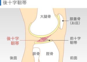 後十字靭帯